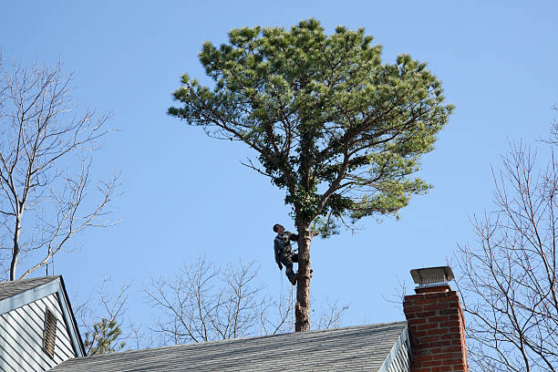 Best Tree Removal  in Dover, TN